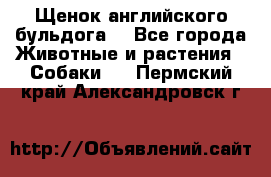 Щенок английского бульдога  - Все города Животные и растения » Собаки   . Пермский край,Александровск г.